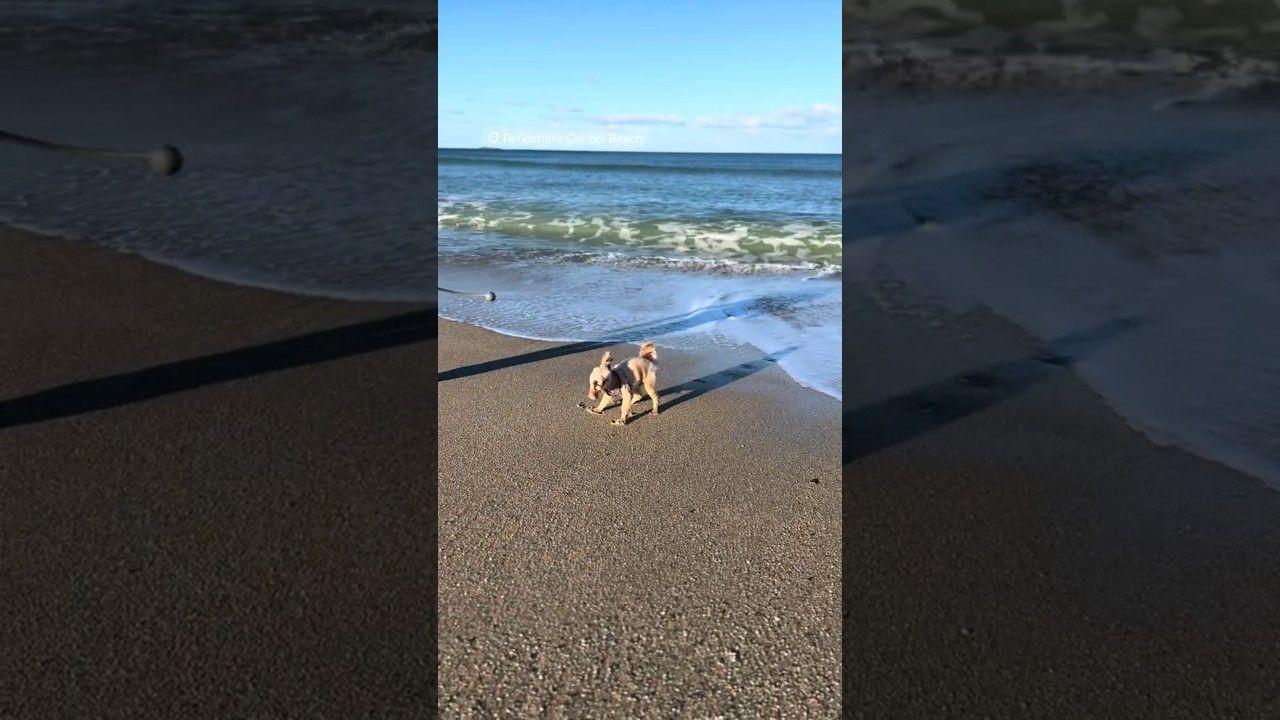 Best Dog Beach Days Look Like This